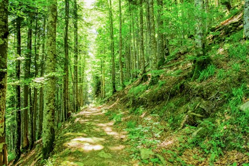 Kostenloses Stock Foto zu grüne bäume, natur, wald