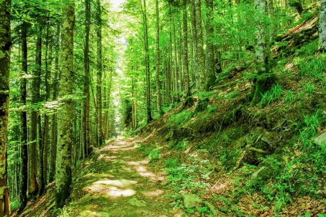 forest