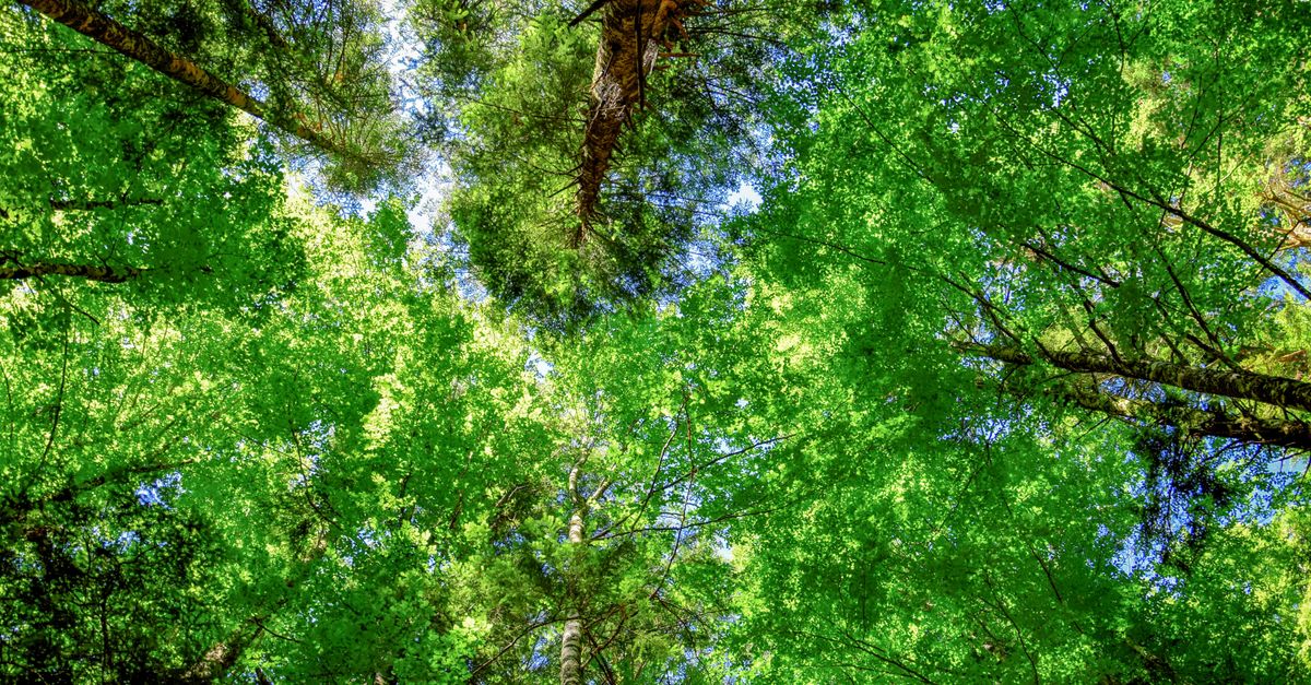 Collaborative Efforts Drive Green Initiatives in Dialysis