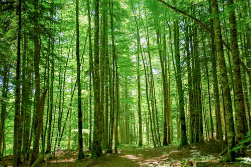 Kostenloses Stock Foto zu grüne bäume, natur, wald