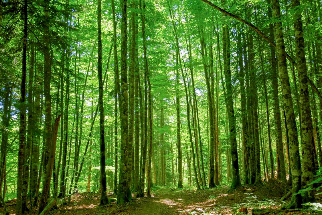 Tree And Forest Green Trees in the Forest · Free Stock Photo