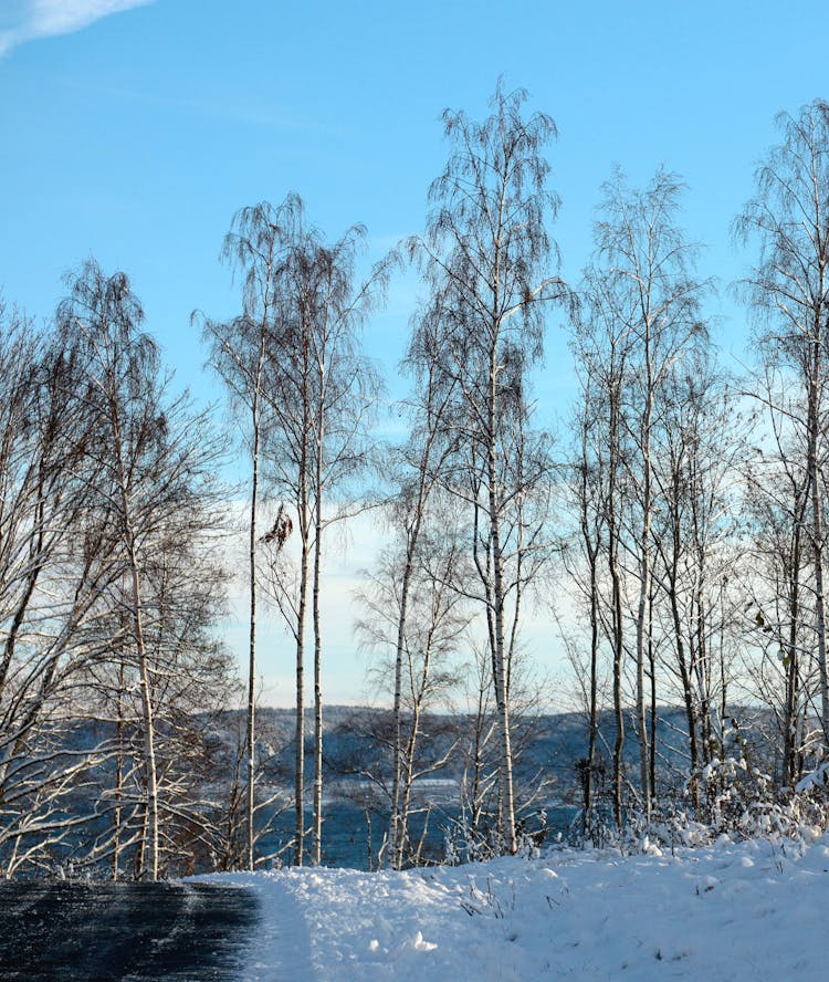 Birches In Winter