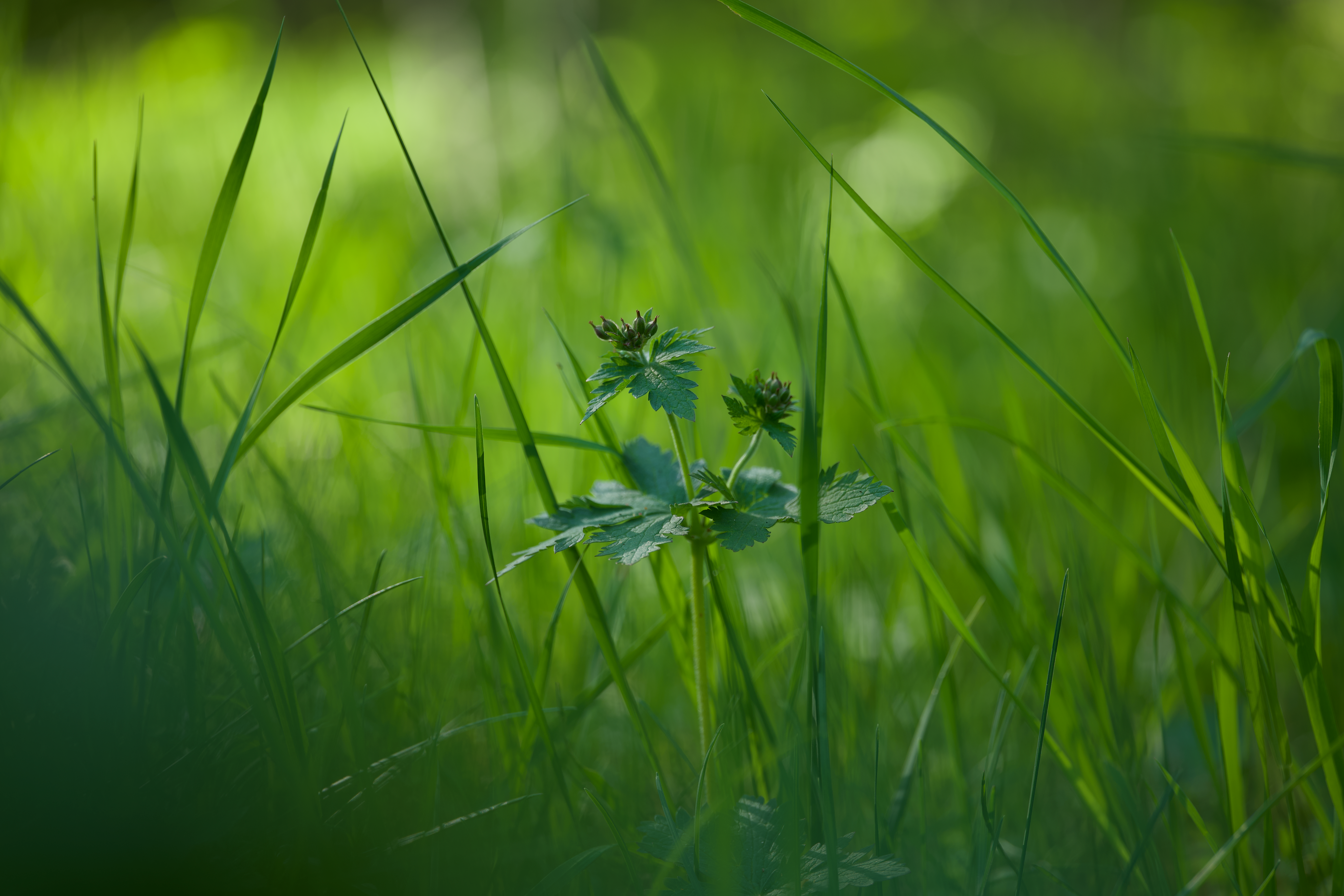Close up of Green Grass · Free Stock Photo