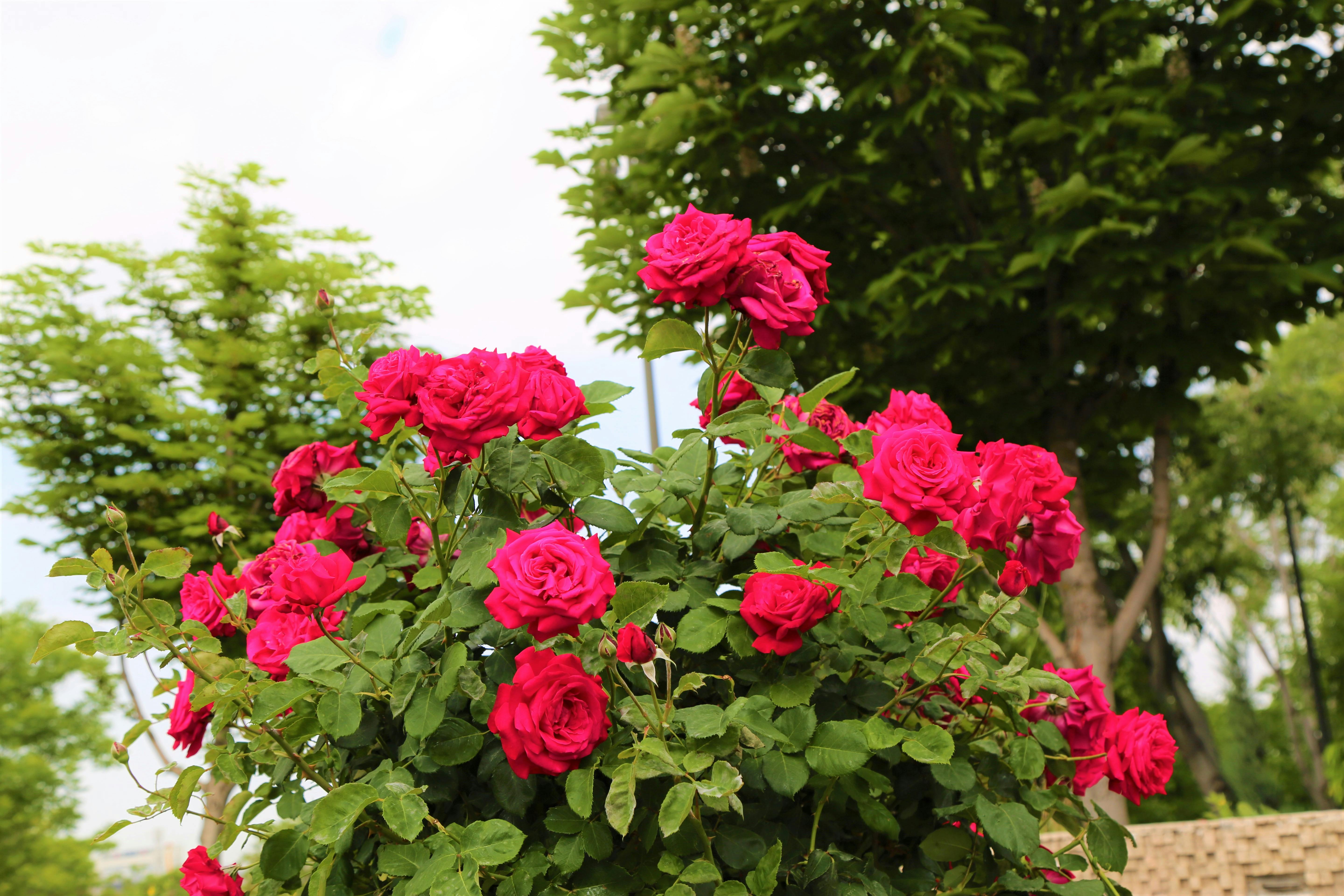 Free stock photo of nature, rose