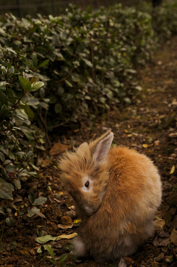 Rabbit Sitting On Ground In Forest