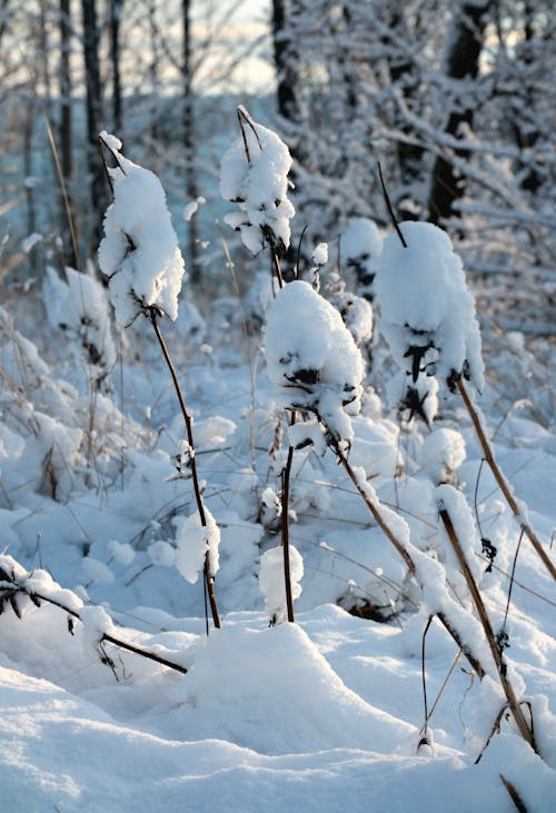 Photos gratuites de bonnet de neige, brindilles, fermer