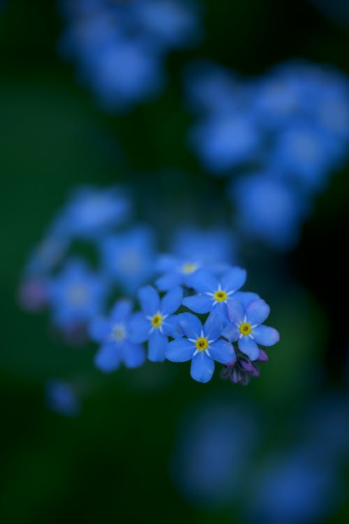 Blue Forget-me-not Flowers