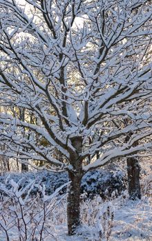 A scenic view of a snow-covered tree during winter. Calm and serene outdoor setting.
