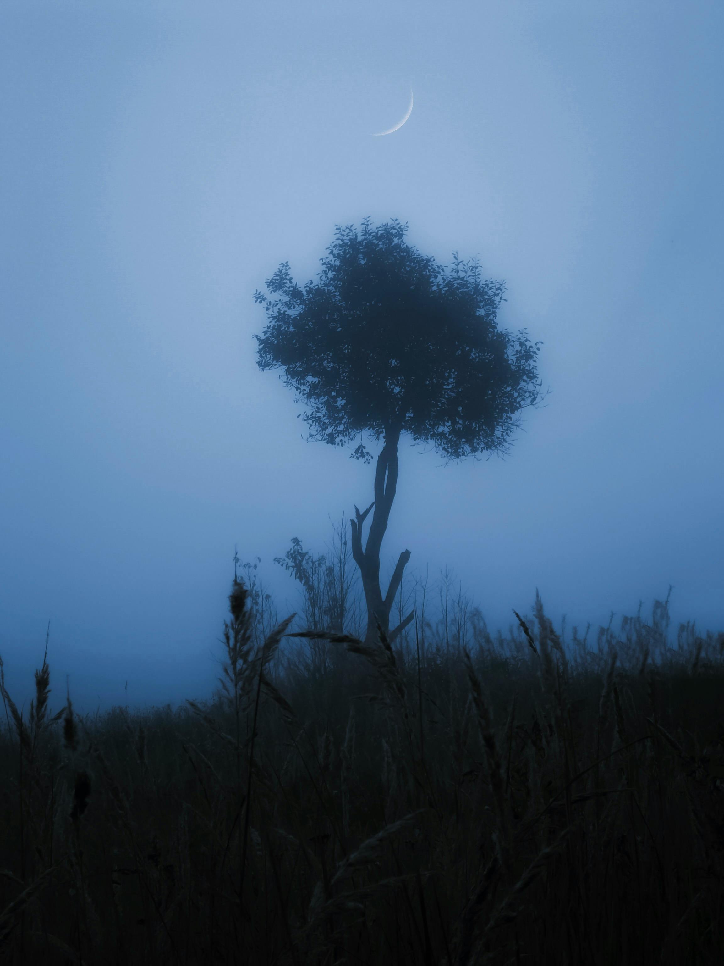 Mystical landscape of a lone tree silhouetted against fog with a crescent moon, creating an atmospheric scene.