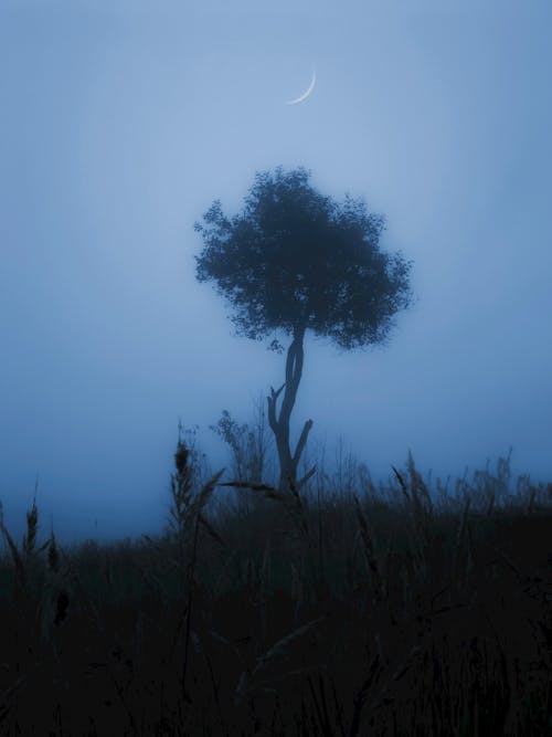 Foto profissional grátis de árvore, escuro, garoa