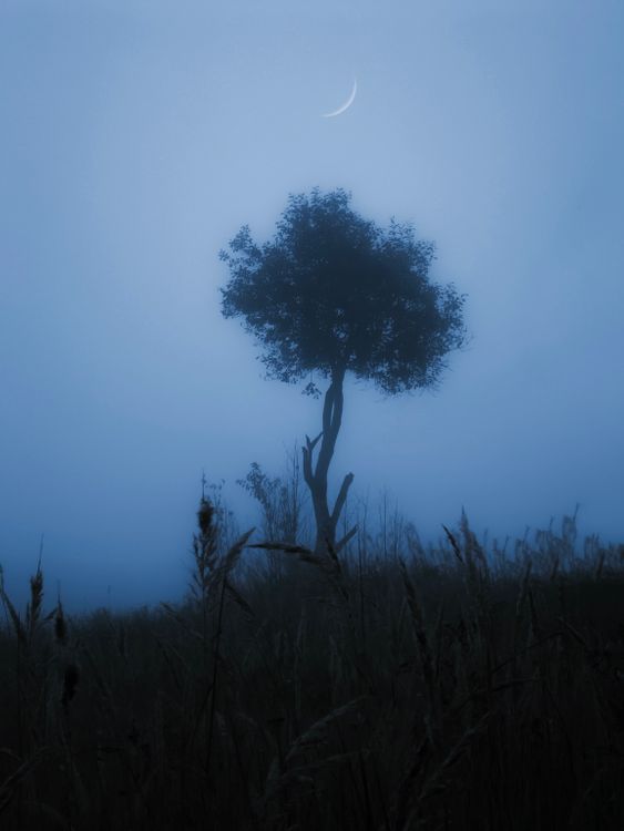 Silhouette of Tree in Fog · Free Stock Photo