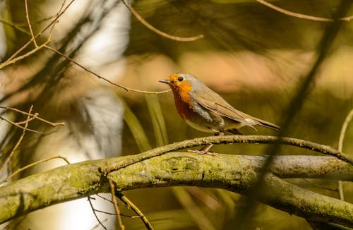 Photos gratuites de animal, aviaire, bec