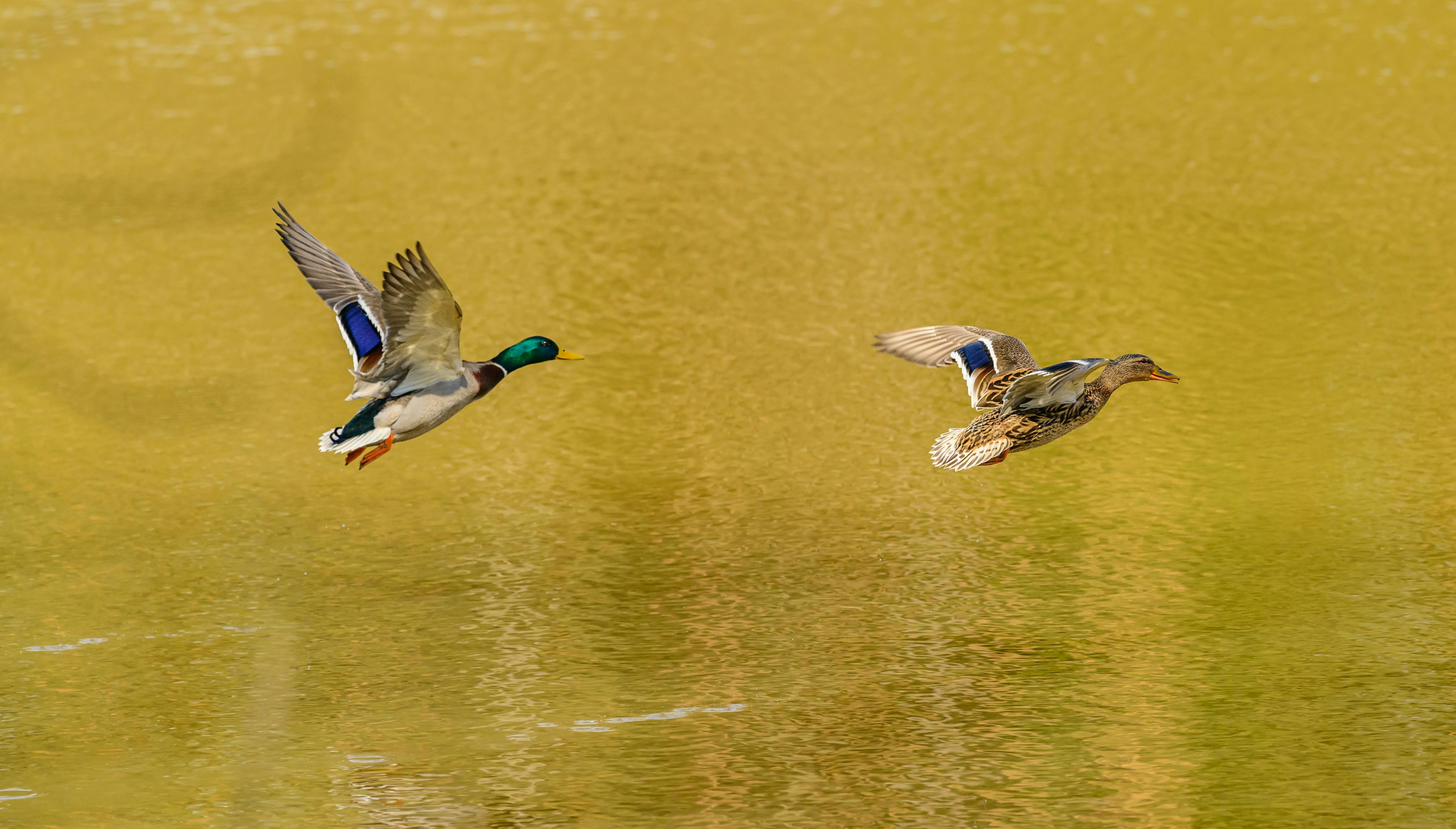 mallard ducks flying