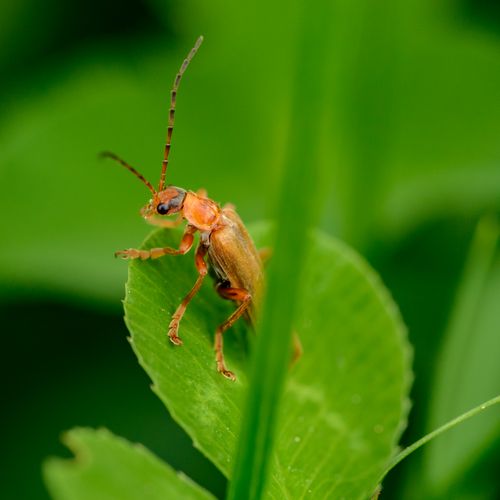 Free Detailed close-up of a Red Soldier Beetle perched on a vibrant green leaf. Stock Photo