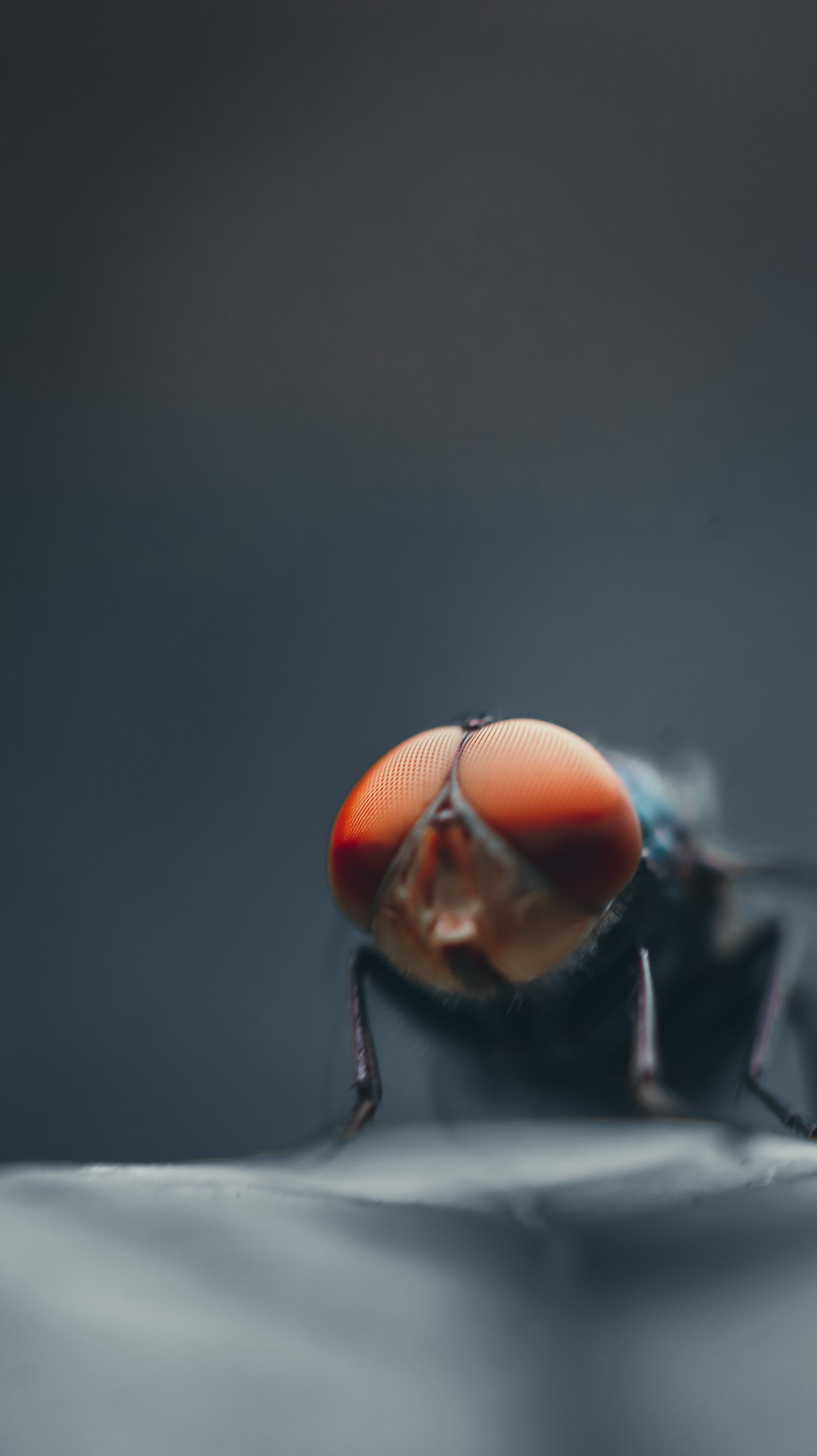 Pest control service