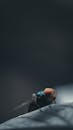 Housefly Insect Photo