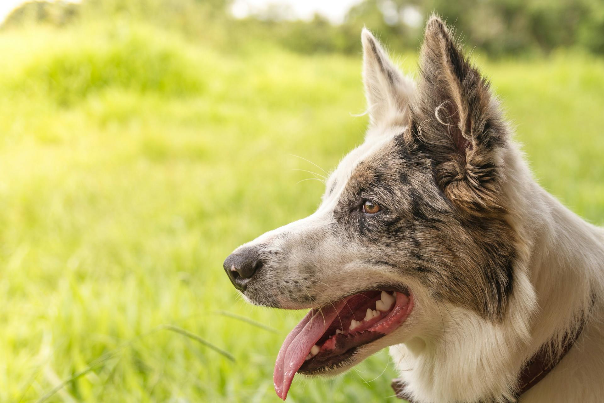 Panting Broder Collie Dog on a Grass Field