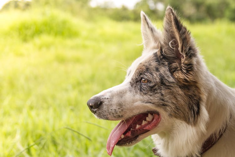 Panting Broder Collie Dog On A Grass Field