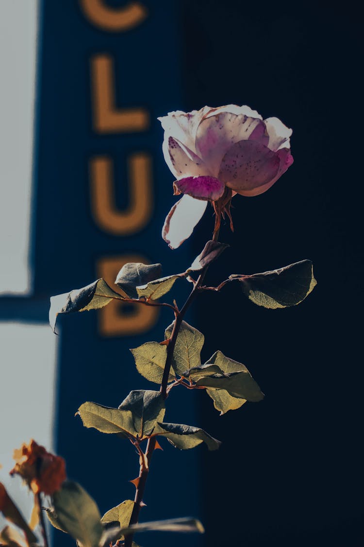 Pink Petals And Leaves Of A Rose