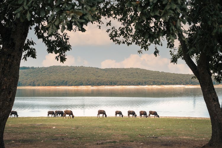 Landscape With Cows Grazing By A Lake