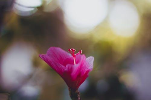 Fotografia Di Messa A Fuoco Selettiva Del Fiore Rosa