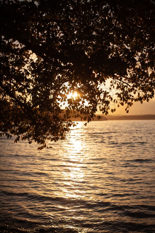 Free Golden sun setting over a calm ocean, framed by tree leaves, creating a serene atmosphere. Stock Photo