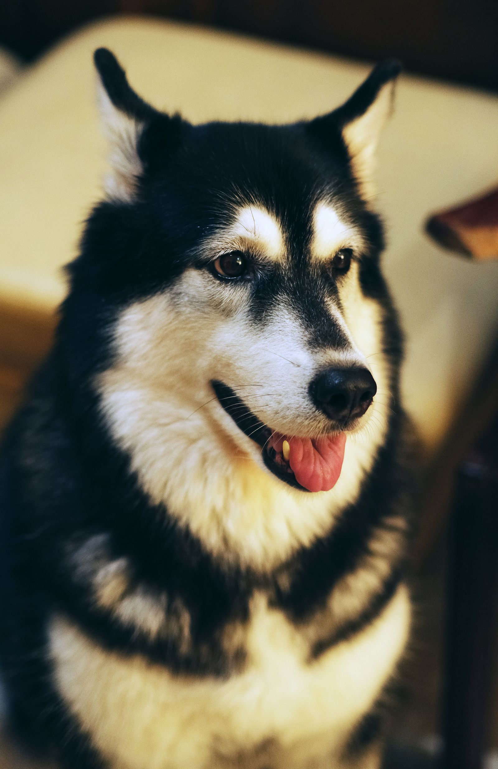 The Dog Who Jumped Into the Patrol Car: Luca's Seven-Year Journey Home
