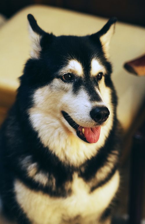 Free A detailed close-up portrait of a Siberian Husky with a warm expression, located in Makassar, Indonesia. Stock Photo