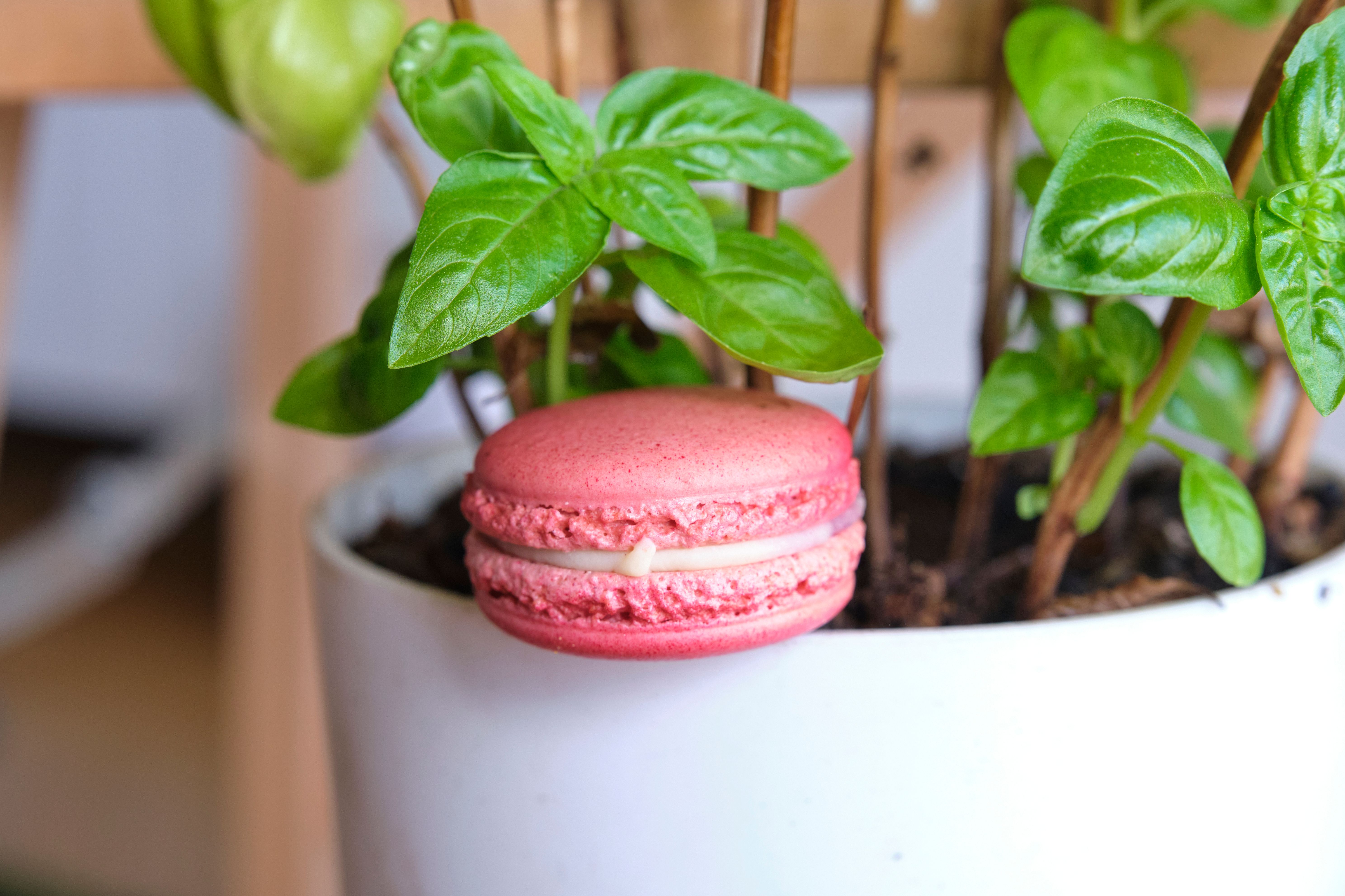 Closeup of a Basil Plant and a Pink Macaron · Free Stock Photo