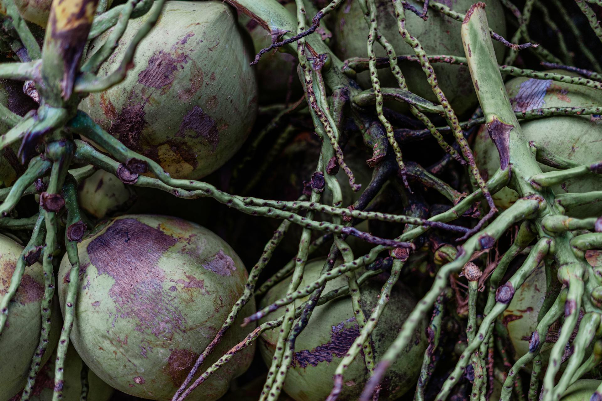 Detailed close-up of fresh coconuts and their green stems, highlighting texture and tropical freshness.