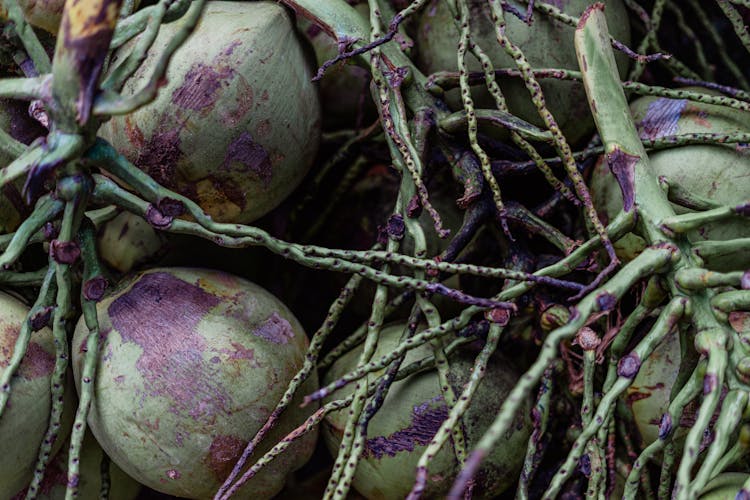 Fresh Harvest Coconuts Photo