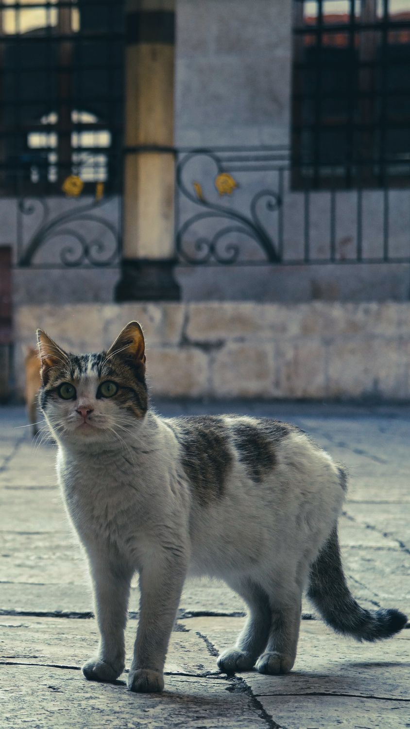 Close-up of a Cat in a City · Free Stock Photo