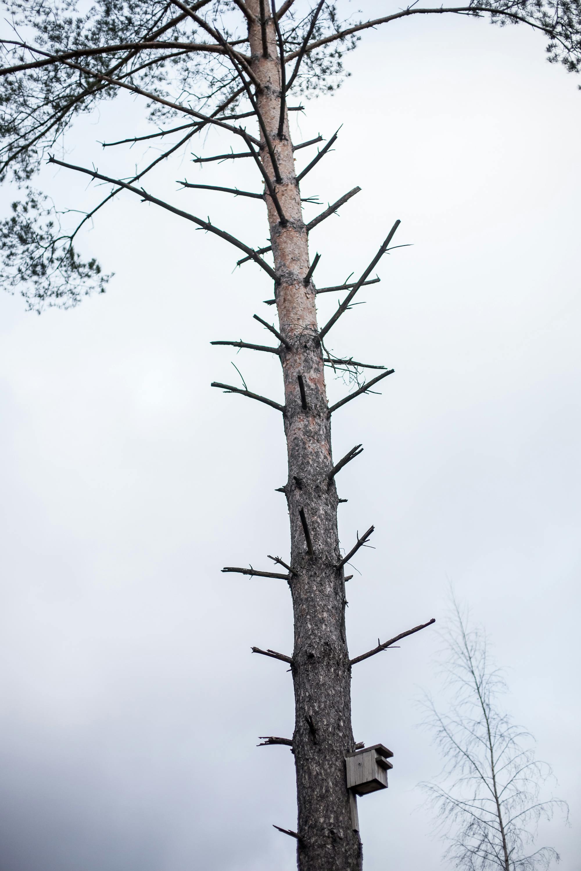 What branches have SERE?