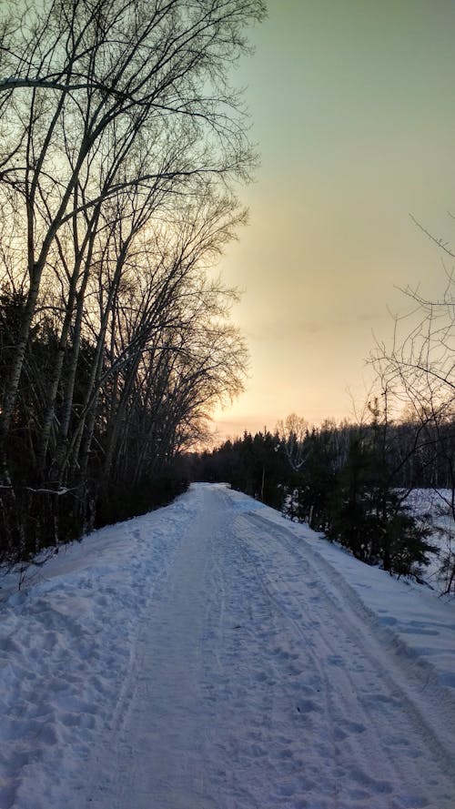 Snow Covered Road Between Leafless Trees