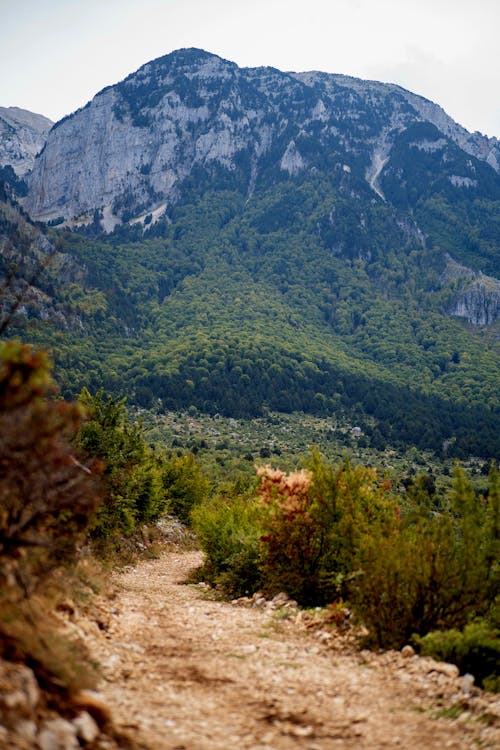 Foto profissional grátis de bico, caminhada, caminho