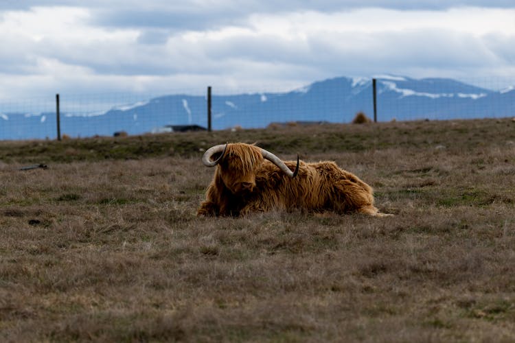 A Highland Cattle On A Field