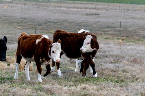 ファーム, フィールド, ヘレフォード牛の無料の写真素材