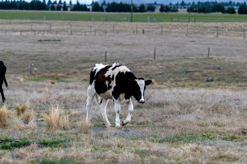 Foto profissional grátis de animal, animal da fazenda, criação de gado