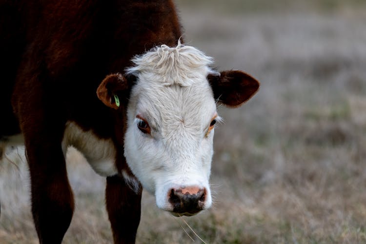 A Hereford Cattle On A Field