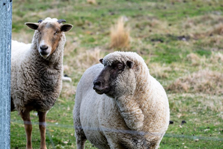 Shropshire Sheep In A Farm