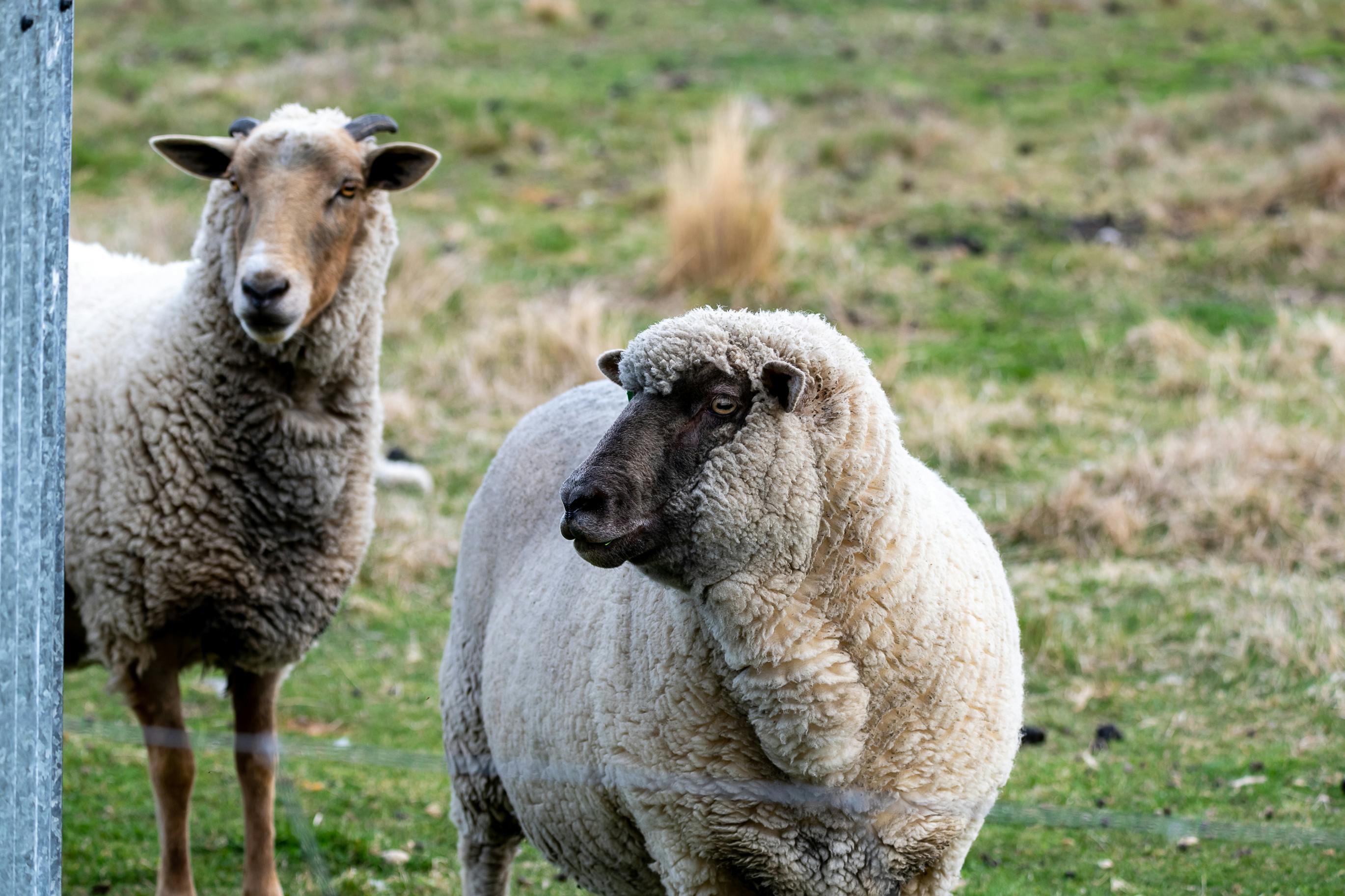 Flock of Sheep on Meadow · Free Stock Photo Flock of Sheep on Meadow · Free Stock Photo