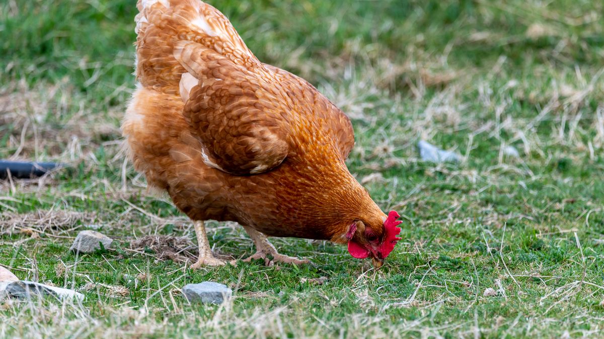 Zwerghühner: 10 beliebte Rassen, Haltung und Auswahl für den Garten