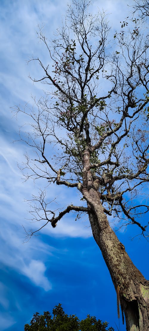 Foto profissional grátis de 2020 wallpaper, acima das nuvens, árvore do outono