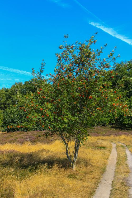 Rowan Tree Growing in Summer · Free Stock Photo