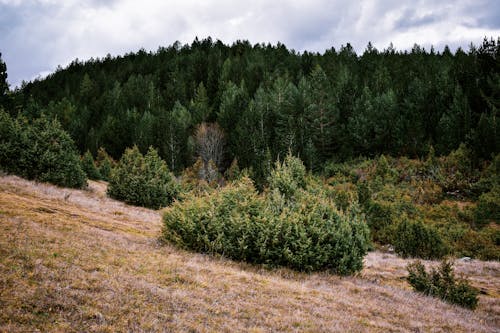 Fotos de stock gratuitas de arboles coniferos, arbustos, bosque