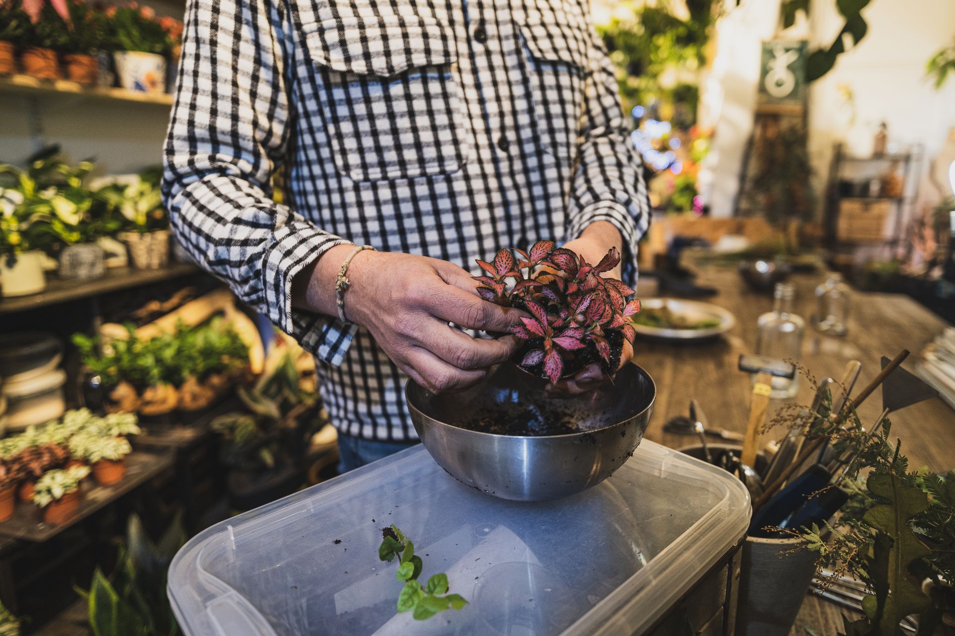 A florist working with vibrant Fittonia plants in a Parisian shop, highlighting urban gardening.