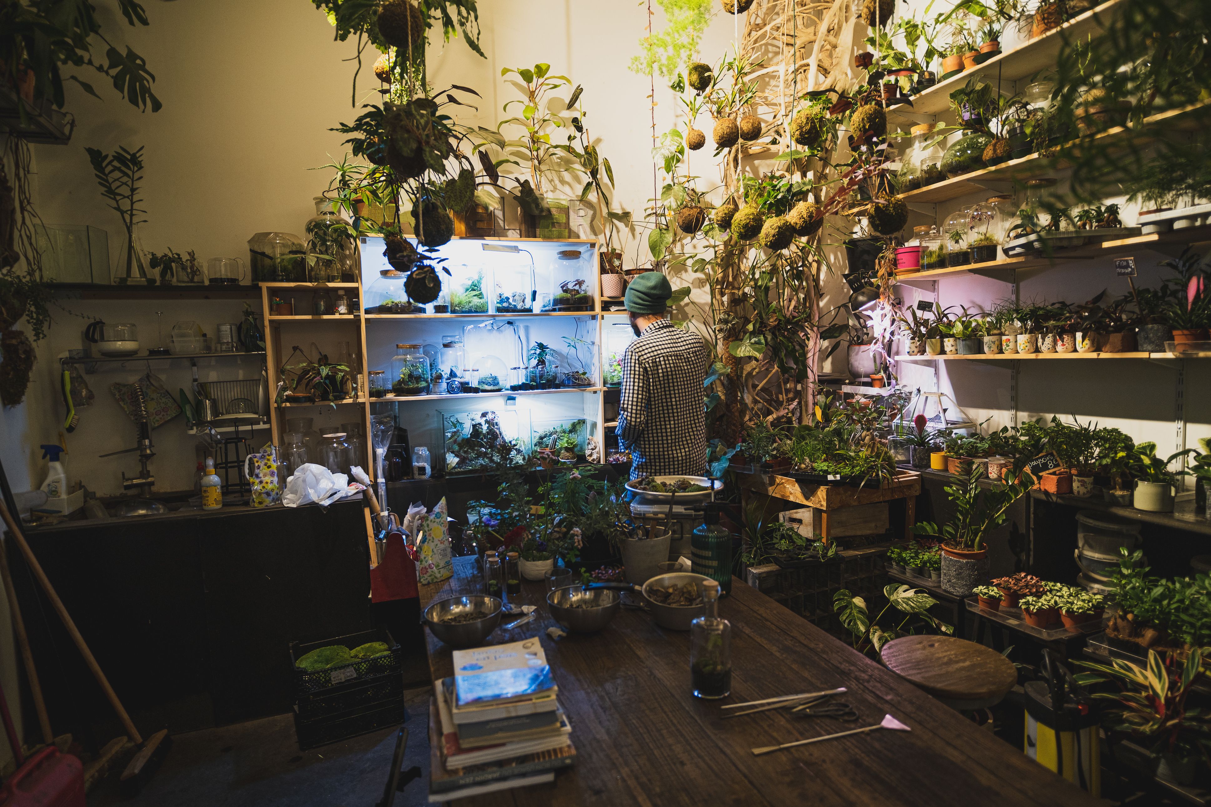 A lush wall of indoor plants