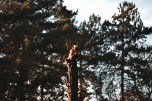 A monkey sits atop a wooden post surrounded by a forest with a blurred background.