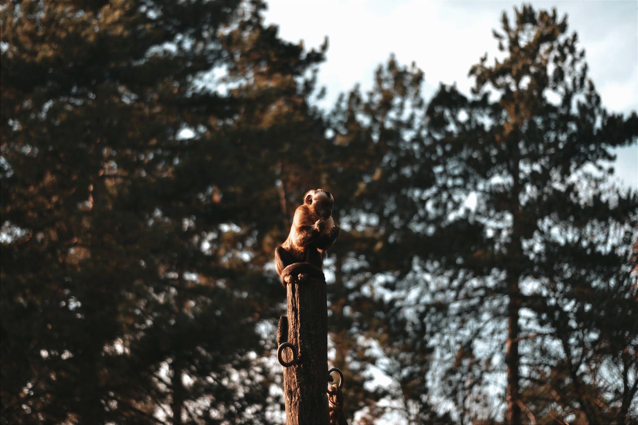 a monkey sits atop a wooden post surrounded by a forest with a blurred