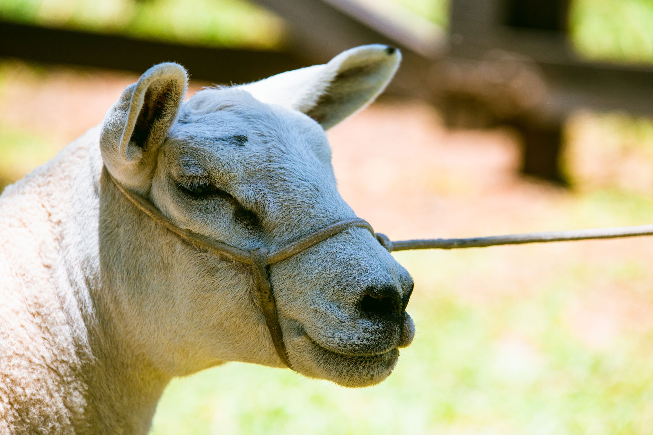Corde De Cou Renforcée Pour Bétail – Corde Lasso Solide 5 M – Idéale Pour Vaches, Moutons, Chèvres – Gestion Agricole Et Transport Animaux